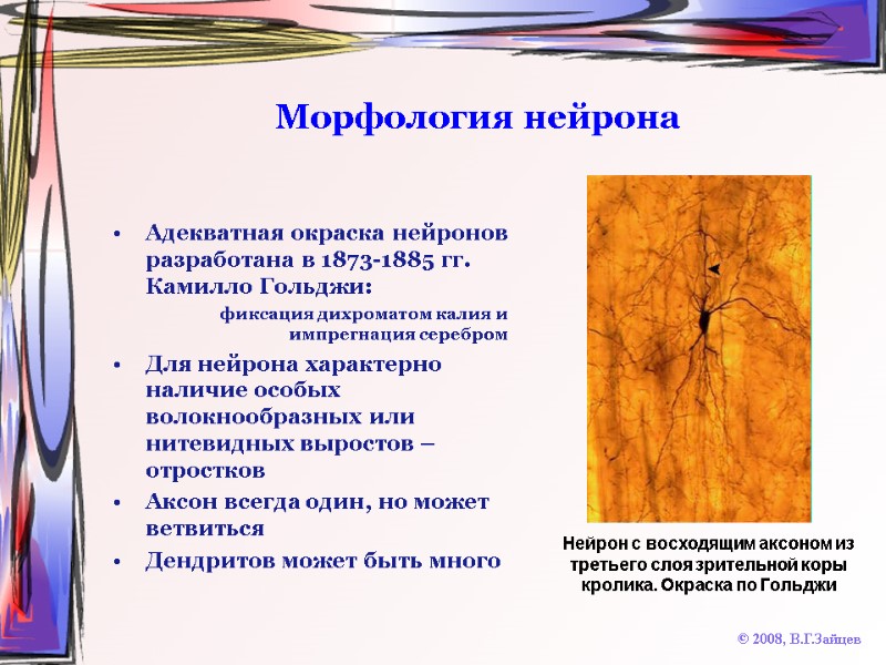 Морфология нейрона Адекватная окраска нейронов разработана в 1873-1885 гг. Камилло Гольджи: фиксация дихроматом калия